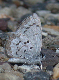 Blueberry Azure